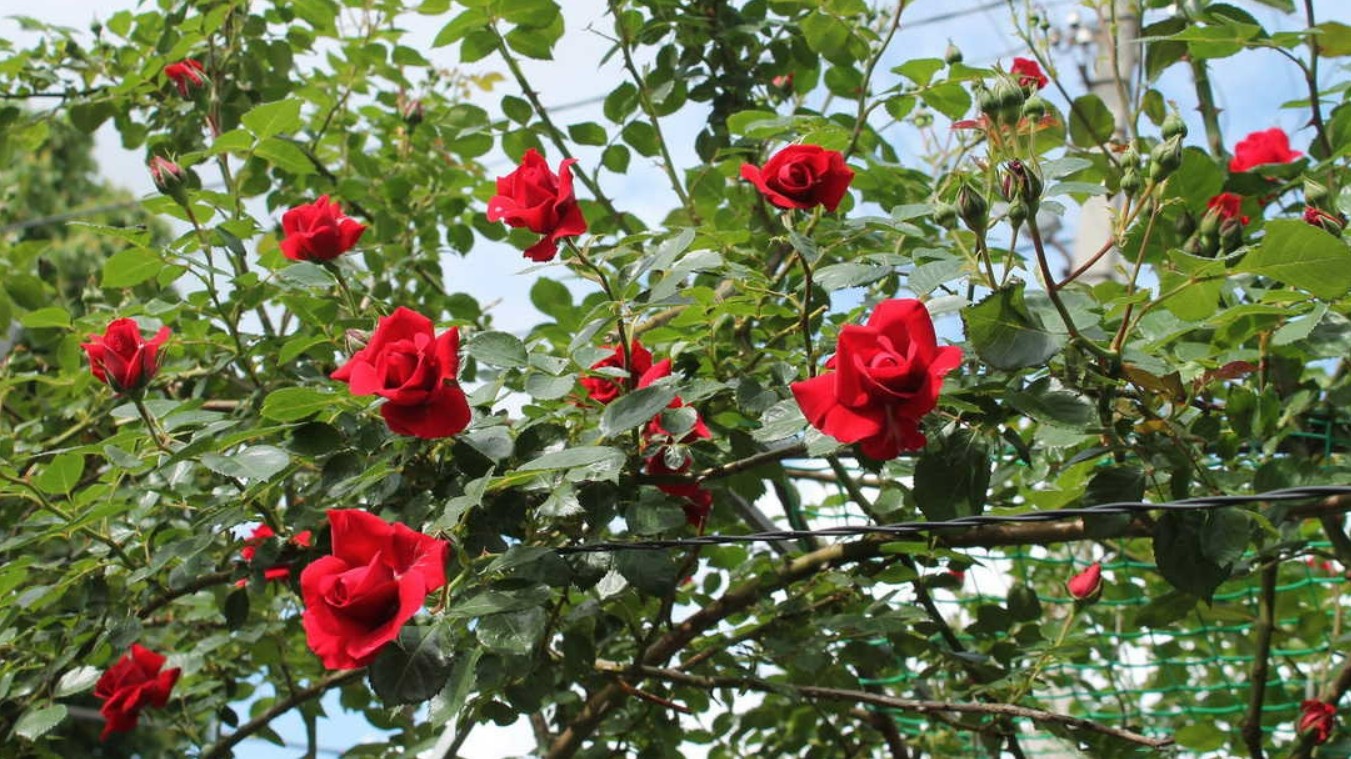 Trồng hoa hồng, hoa giấy, hãy bón 5 thứ này chồi non mọc lên, hoa nở rực rỡ