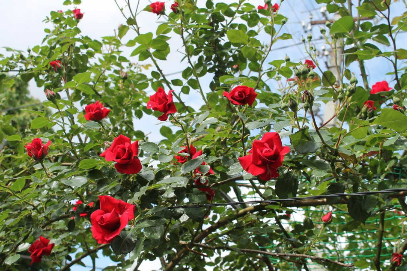 Trồng hoa hồng, hoa giấy, hãy bón 5 thứ này chồi non mọc lên, hoa nở rực rỡ