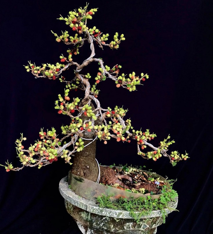 Thường phải mất gần 6 tháng để cây bonsai đạt chất lượng đưa ra thị trường. 