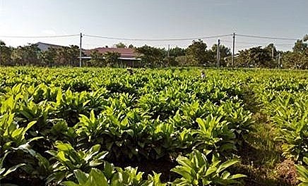 Vùng trồng củ lùn ở Hậu Giang cho hiệu quả kinh tế cao.