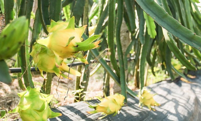 Nhiều địa phương tại Tiền Giang đang trồng giống thanh long tổ yến ruột vàng.