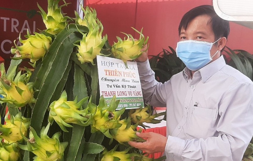 Thanh long vỏ vàng ruột trắng của HTX thanh long Thiên Phúc, huyện Chợ Gạo, Tiền Giang.