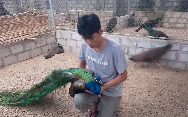 Anh Trần Văn Dũng bên mô hình nuôi chim công
