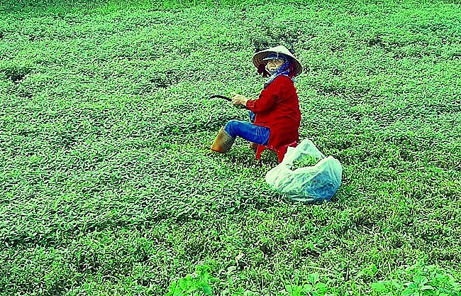 Một hộ nông dân thôn Quảng Nghiệp, xã Phước Hưng, huyện Tuy Phước, tỉnh Bình Định thu hoạch rau răm