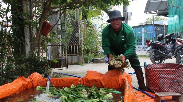 Anh Điền Đên, khóm 6, phường 7, thành phố Sóc Trăng (tỉnh Sóc Trăng) đang rửa rau ngò gai để thương lái đến cân. Ảnh: KIM NGỌC