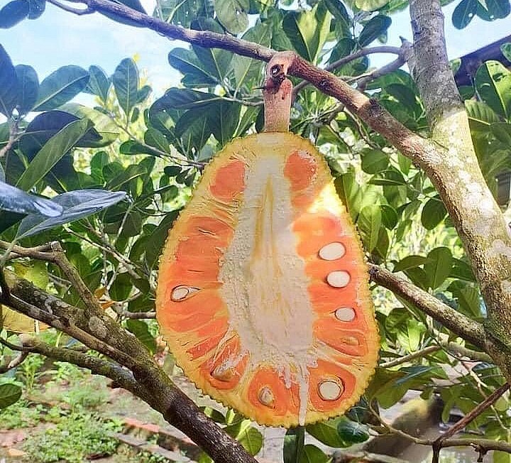 Giống mít ruột đỏ Indo được đa số người dân ở ĐBSCL cho rằng là loại cây dễ trồng.