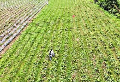 Một cánh đồng sâm báo ở xã Vĩnh Hùng, huyện Vĩnh Lộc, tỉnh Thanh Hóa