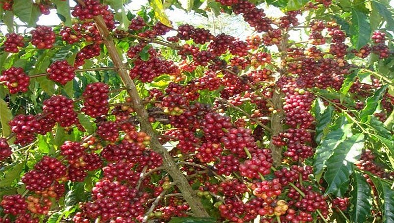 Giá nông sản hôm nay (06/3), cà phê duy trì đà giảm trên các sàn giao dịch kỳ hạn. 