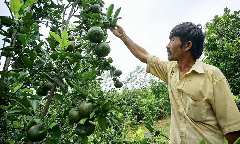 Giá cam đang xuống thấp khiến nông dân trồng cam sành Đắk Lắk thu không đủ bù chi.