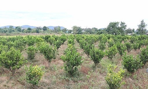 Do người dân bỏ hoang hoặc chặt bỏ cam nê năm 2022, diện tích trồng cam của huyện giảm còn khoảng 167 ha.