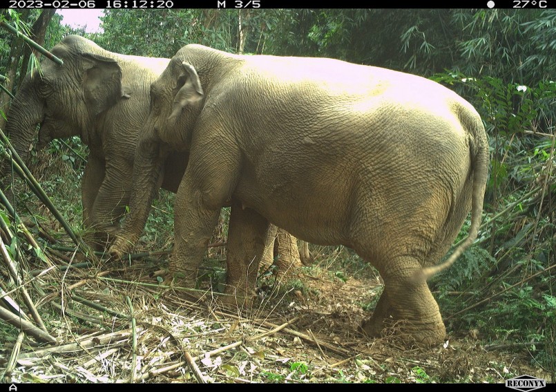 Cặp voi rừng sống trên đảo giữa lòng hồ ở Hà Tĩnh được bẫy ảnh ghi lại