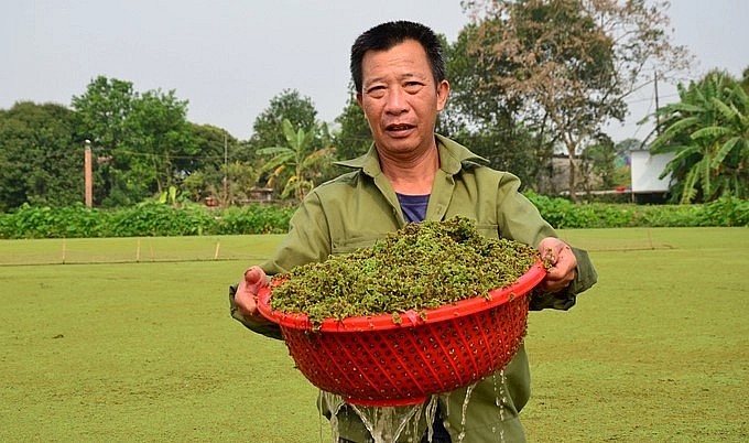 Ruộng trồng bèo hoa dâu ở xã An Đồng, huyện Quỳnh Phụ, tỉnh Thái Bình.