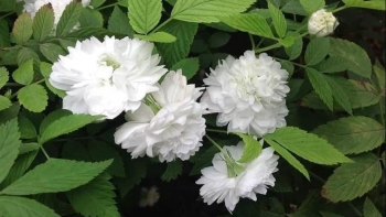 Loài hoa trắng tinh khôi sang trọng tôn vinh đẳng cấp hoa hồng cổ quý hiếm