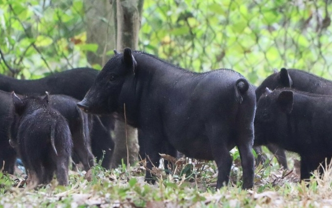 Bầy heo đen đang được gia đình ông Đào Thanh Bình, xã Đông Giang nuôi bảo tồn giống. Ảnh: Việt Quốc