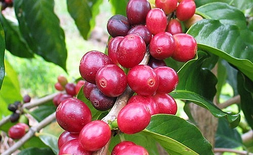 Giá nông sản hôm nay (07/3), cà phê biến động không đồng nhất trên thị trường thế giới. 