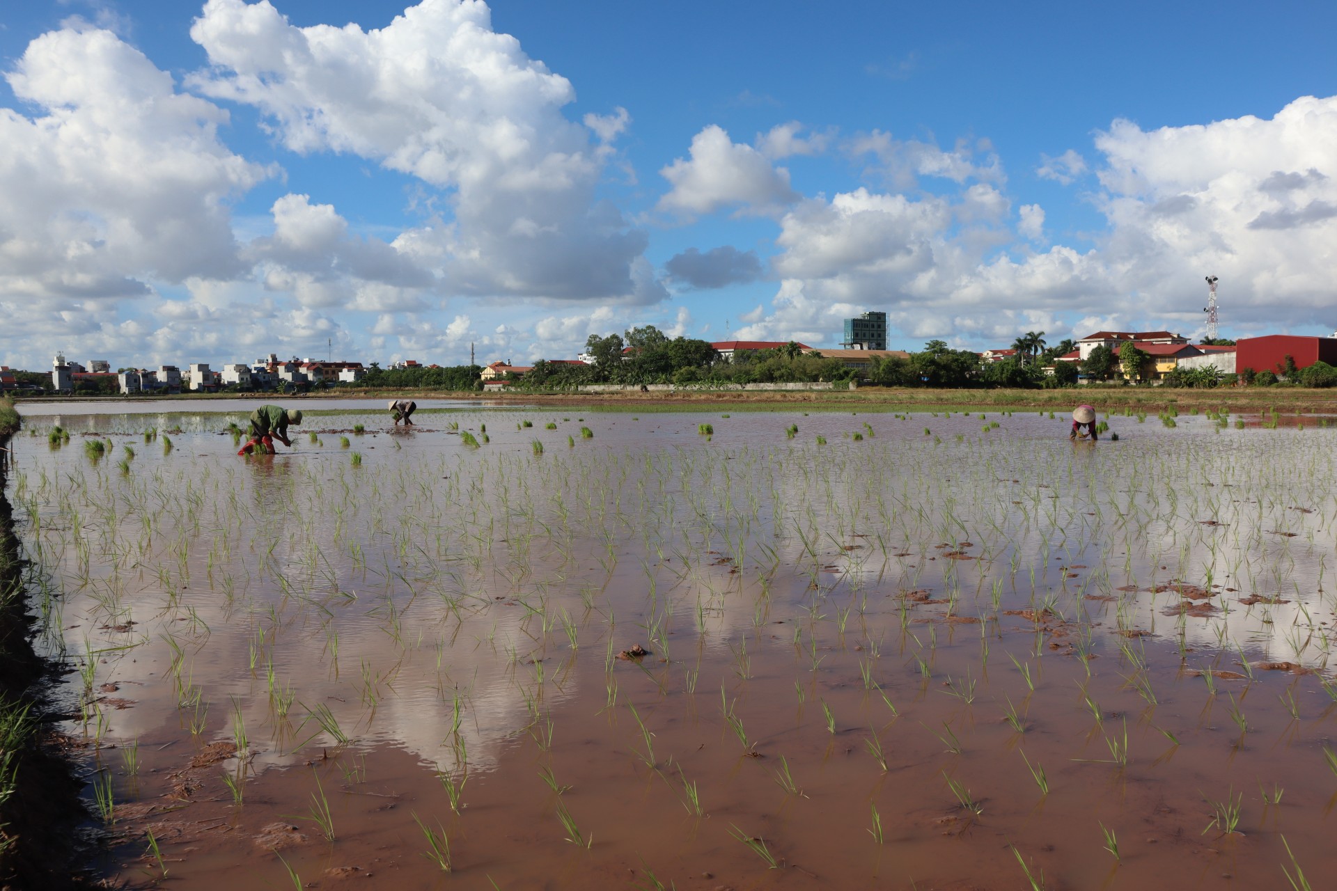 Nam Định nghiên cứu, chọn lọc giống lúa có triển vọng để gieo trồng năm 2023