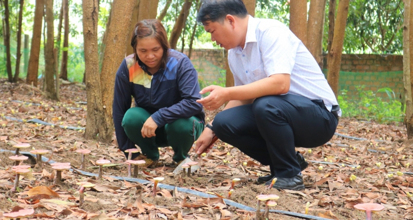 Anh Nguyễn Công Hiệu và bạn bè trong cùng hợp tác xã tận dụng diện tích rừng keo sẵn có để trồng nấm linh chi