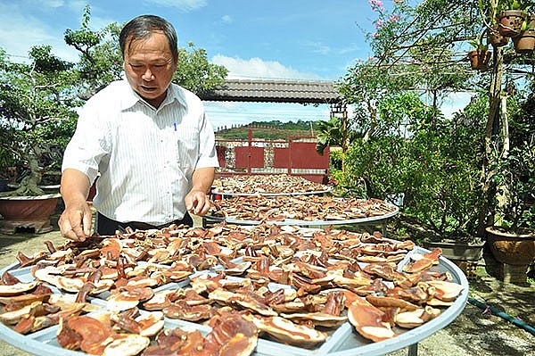 Thầy giáo Nguyễn Ngọc Sanh đang phơi nấm trong vườn nhà. Ảnh: G.Khánh