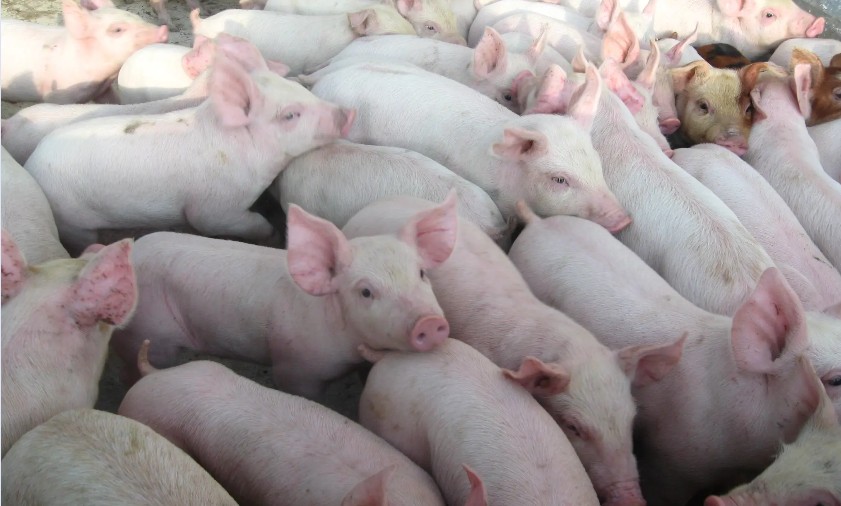 04 yếu tố ảnh hưởng đến số con và trọng lượng sơ sinh của lợn con