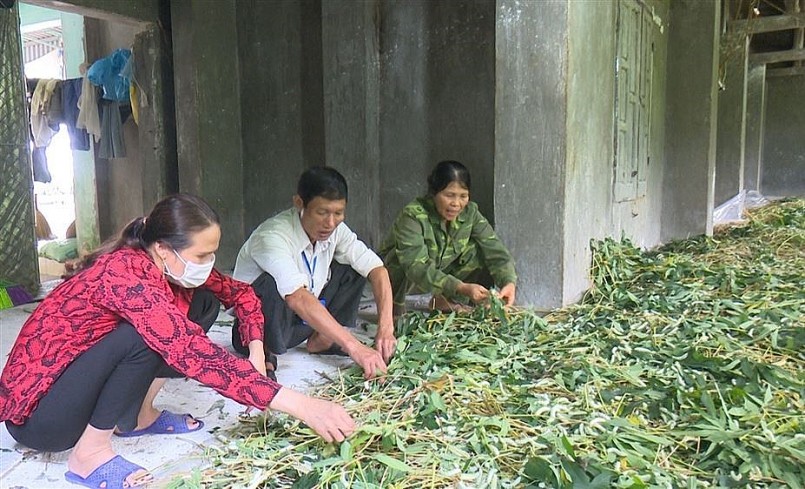 Nghề nuôi tằm lá sắn có thể tận dụng lao động lúc nông nhàn, từ người giá đến trẻ em đều có thể tham gia.