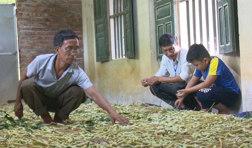 Nghề nuôi tằm lá sắn đem lại thu nhập cao cho nhiều hộ dân ở ở xã Đào Xá.