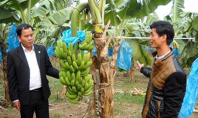 Trung tâm Phát triển nông nghiệp Hà Nội hỗ trợ chuyển giao khoa học kỹ thuật cho các vùng chuyên canh chuối như Mê Linh, Gia Lâm...