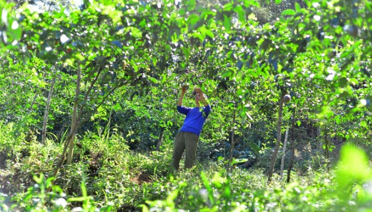 Trồng cây “siêu đẻ trái” trong vườn cà phê, tưởng làm chơi hoá ra ăn thật, ngay lứa đầu đã thu 350 triệu đồng/ha