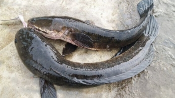 Loài cá xưa ít người ăn, nay được săn lùng vì vừa là thực phẩm ngon, vừa là thuốc quý