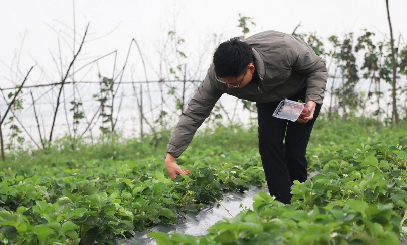 Chủ vườn dâu tây này là anh Nguyễn Văn Sơn (SN 1991, Hưng Nguyên, Nghệ An), thuộc Hợp tác xã Nông nghiệp và Dịch vụ Phú Thịnh.