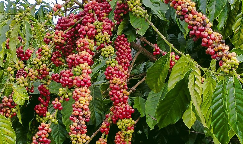 Giá nông sản hôm nay (08/3) cà phê có những biến động trái chiều trên thị trường thế giới. 
