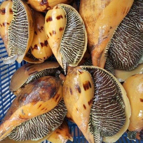 Loại ốc xưa có đầy không ai ăn, giờ thành đặc sản thơm ngon được nhiều người ưa chuộng, có giá 300.000 đồng/kg
