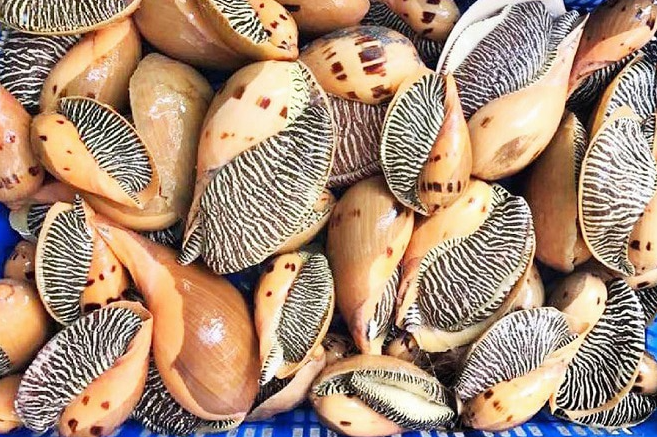 Loại ốc xưa có đầy không ai ăn, giờ thành đặc sản thơm ngon được nhiều người ưa chuộng, có giá 300.000 đồng/kg