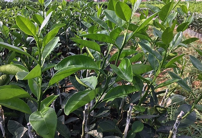 Từ 3 cây cam già yếu, cơ quan chuyên môn ở Hải Phòng đã nhân giống được hàng nghìn cây khác để trồng đại trà. 