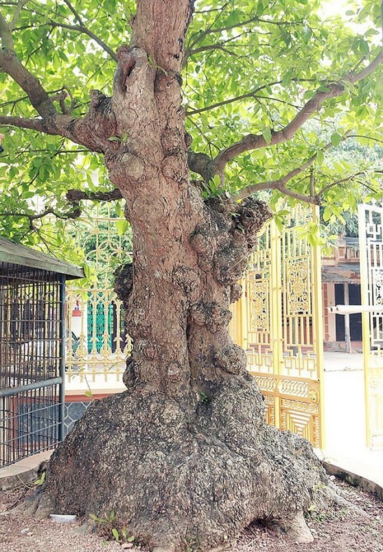 Vị đại gia mua cây lộc vừng cổ thụ cách đây gần 20 năm của một dòng họ gần đền Trần (Nam Định).