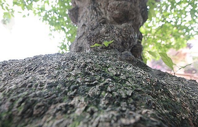 Thân cây lộc vừng cổ thụ xù xì, nổi nhiều u cục chứng tỏ cây phải vài trăm năm tuổi.