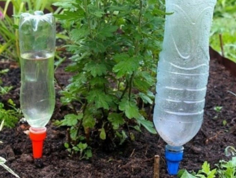 Tại sao nên tưới cây bằng nước mưa, biết lý do bạn sẽ lấy thau ra hứng nước liền
