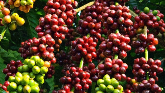 Giá nông sản hôm nay (09/3) cà phê tăng sát 48.000 đồng, hồ tiêu chưa thể vượt trần 66.000 đồng/kg