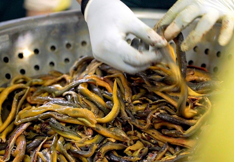 Doanh nghiệp thu mua hàng chục tấn lươn tại địa phương để chế biến.