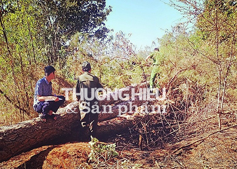 Đắk Lắk: Truy tìm kẻ chặt thông 3 lá gần UBND xã