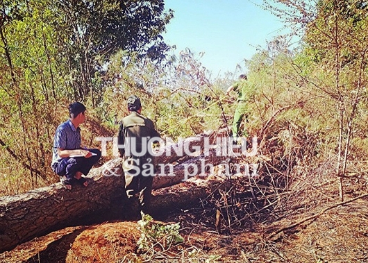 Đắk Lắk: Rừng thông 3 lá gần UBND xã bị cưa đổ làm nhiều người tiếc nuối