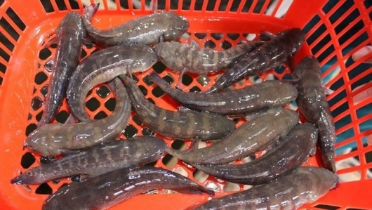 Đặc sản cá Bống Bớp được nhân rộng mô hình nuôi trồng