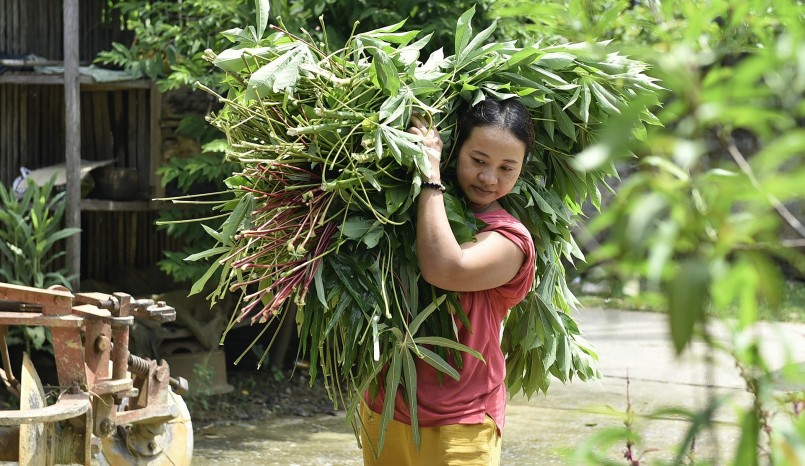 Mỗi ngày, chị Hồng cùng chồng lên khu vườn trước nhà bẻ lá sắn về làm thức ăn cho đàn tằm đang thì ăn rộ.