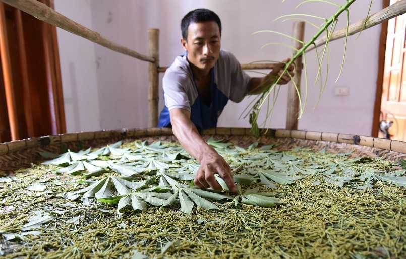 Anh Nguyễn Văn Thơ (35 tuổi, ở thị trấn Cành Nàng) đang chăm sóc nong tằm mới nở gần một tuần trước.