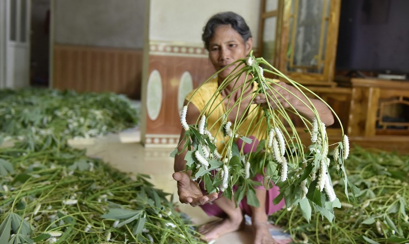 Nghề nuôi tằm lá sắn giúp cho hàng nghìn hộ dân miền núi Thanh Hóa thu nhập trăm triệu mỗi vụ.