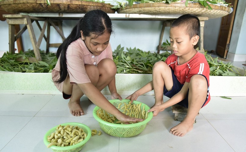 Hai đứa trẻ ở thị trấn Cành Nàng tranh thủ những ngày hè chưa tới trường giúp bố mẹ thu hoạch tằm chín.
