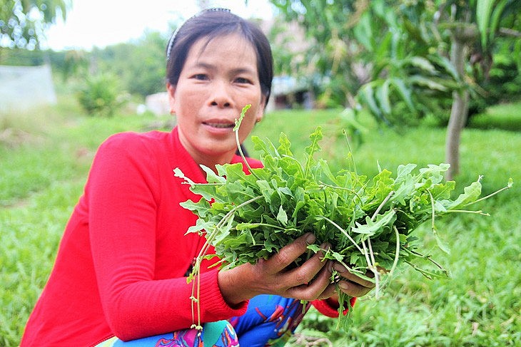 Chị Lê Thị Kim Hên, 42 tuổi, cho biết khoảng gần 1 công đất, nếu cắt rau kịp có thể cho thu nhập nửa triệu đồng mỗi ngày 