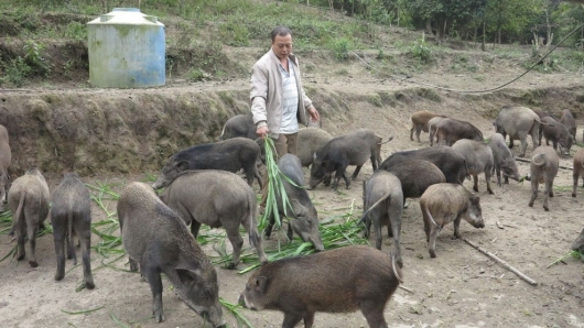 Nuôi lợn trắng lỗ lên lỗ xuống, chuyển nuôi lợn đen chăm nhàn mà giá cao, bán 120.000 đồng/kg thu trăm triệu ngon ơ