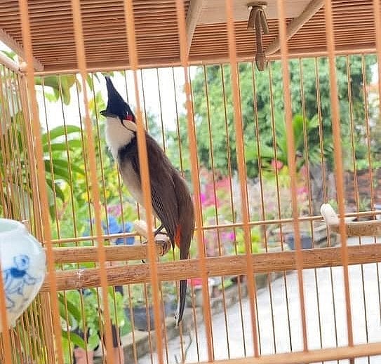 Có những hội thi chim chào mào ở tỉnh Hải Dương thu hút hàng trăm con chim tham gia.