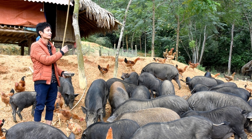 Đàn lợn đen của anh Thêm được chăn nuôi theo hướng tự nhiên.