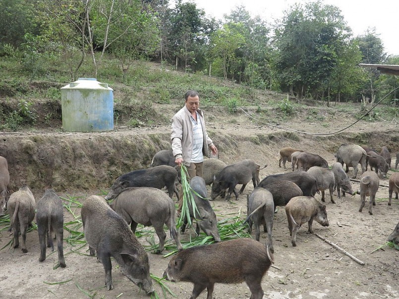 Gia đình anh Lý Văn Minh, thôn Khuổi Diễn, xã Cốc Đán (huyện Ngân Sơn, tỉnh Bắc Kạn)nuôi khoảng 100 con lợn rừng to, nhỏ.